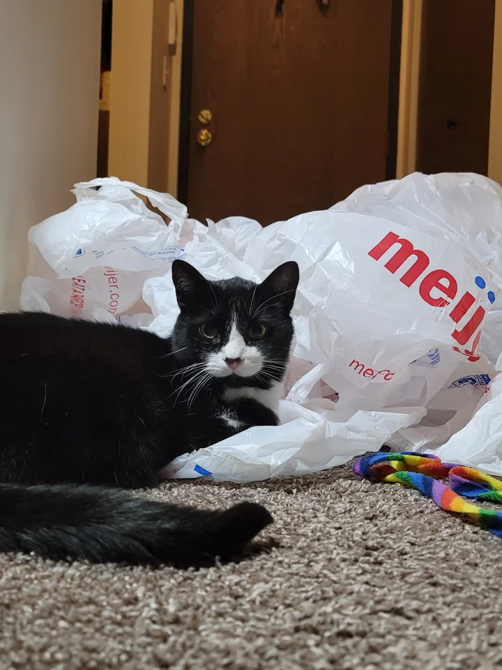 Splash, a tuxedo cat, lying in a pile of white plastic grocery bags with one paw inside a bag