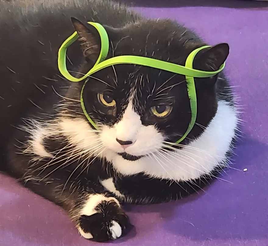 Splash, a tuxedo cat with green eyes, lying on a purple blanket with a bright green band looped around his head