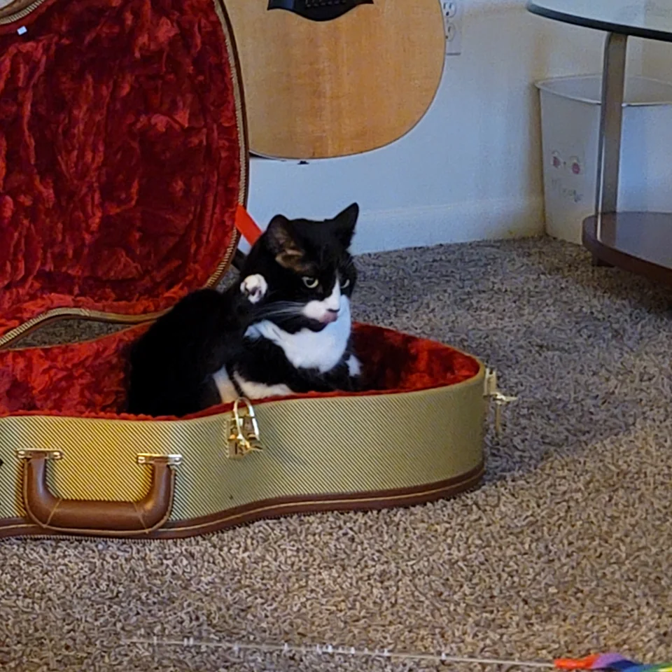 Splash, a tuxedo cat, sitting inside an open tweed guitar case